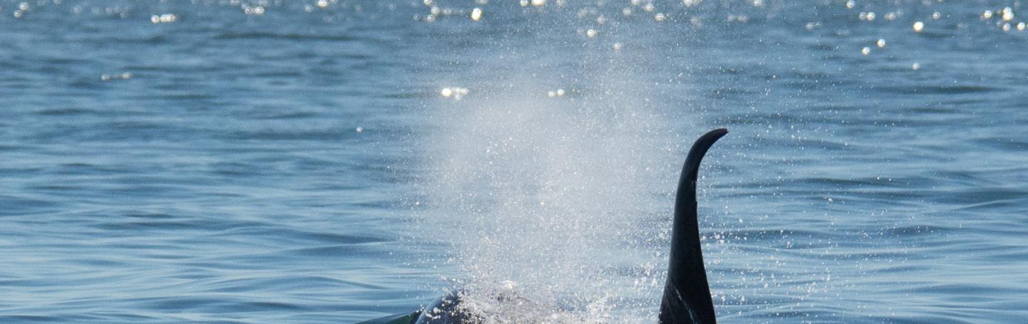 Bigg's killer whale Bigg's killer whale
