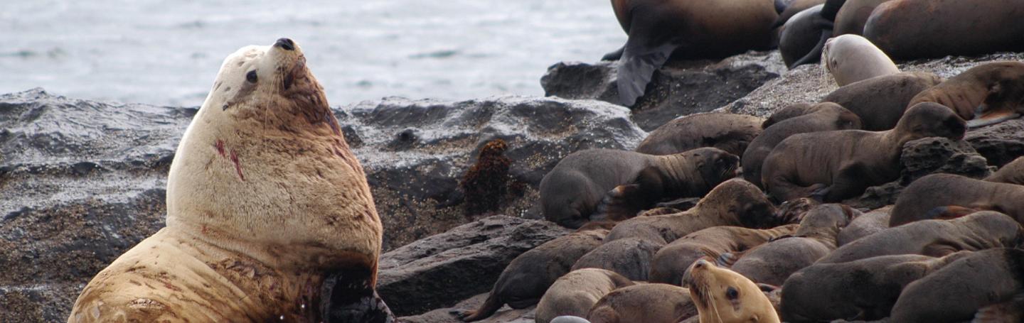Sea Lions near Whale Rocks Steller's Sea Lions Around San Juan Island