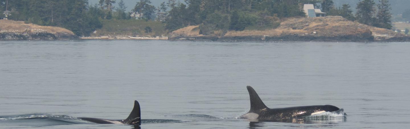 L Pod Orcas L Pod Orcas