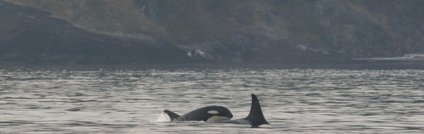 Killer Whales north of Friday Harbor, San Juan Island