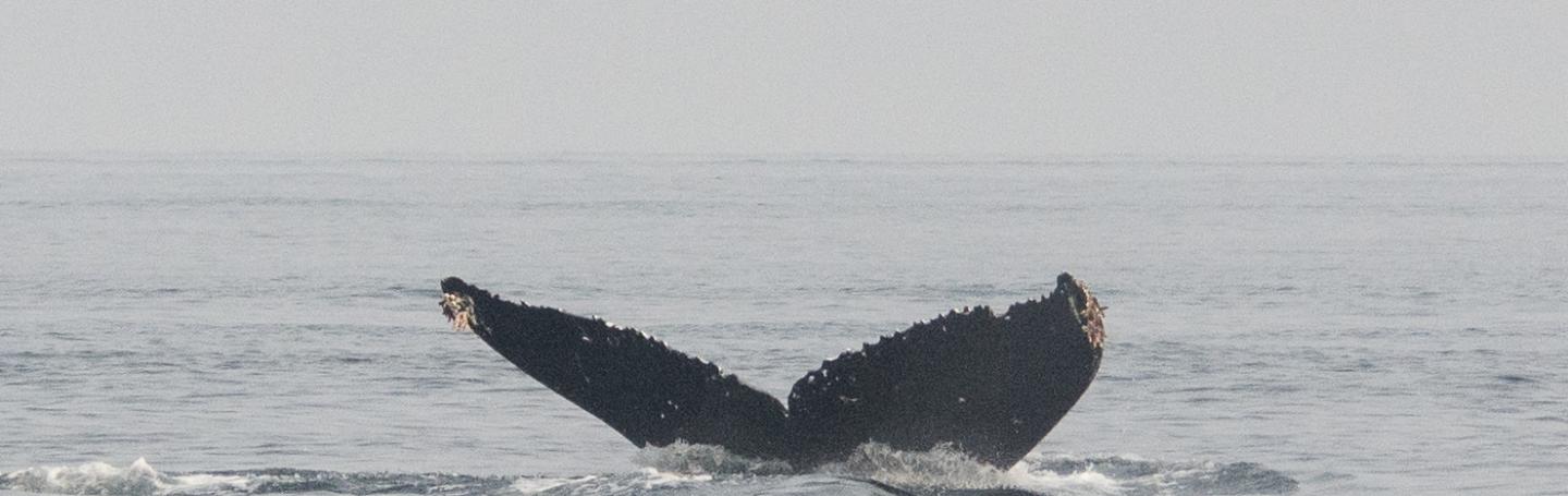 Humpback Whale BCX1057 "Divot" BCX1057 "Divot"