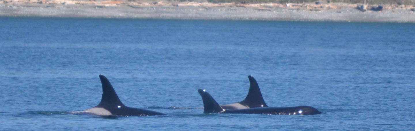 Orcas J28 Polaris, J22 Oreo & J17 Princess Angeline at rest A resting group of Southern Resident Killer Whales
