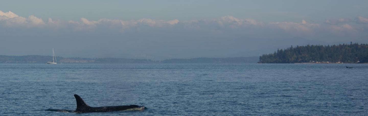 Southern Resident Killer Whales Southern Resident Killer Whales