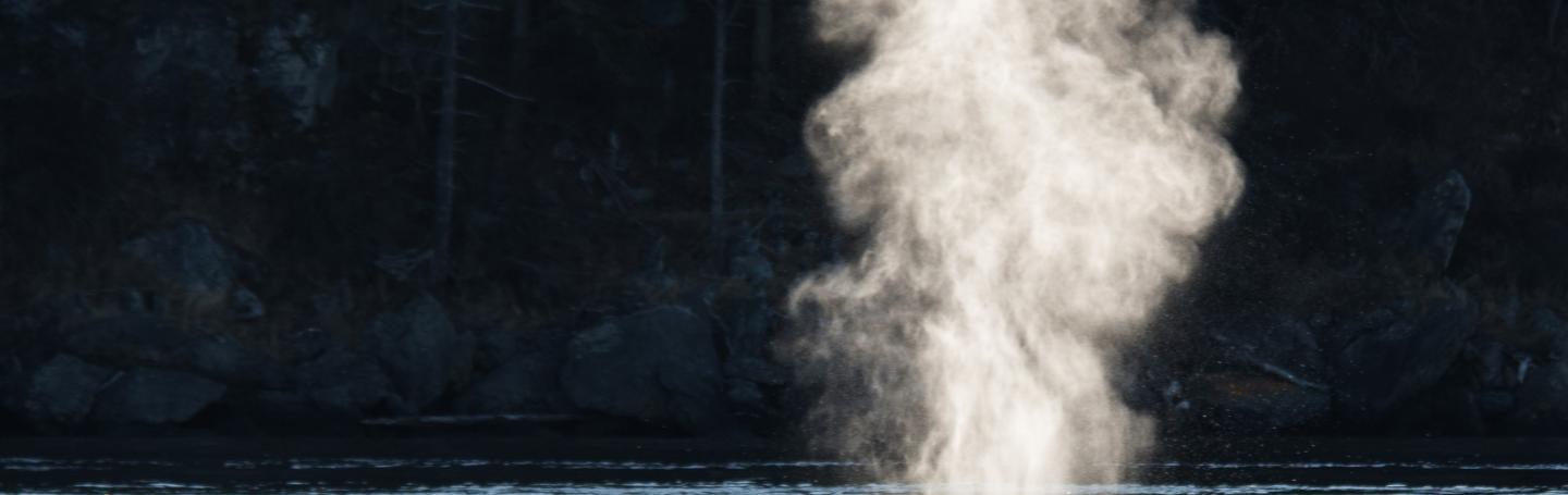 Humpback whale exhalation Humpback whale exhalation