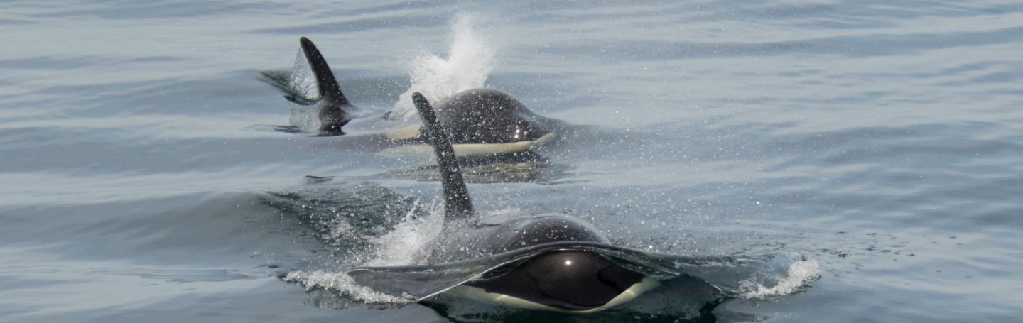 Close approach by orcas in the Salish Sea Pair of orcas approaching whale watch vessel near San Juan Island