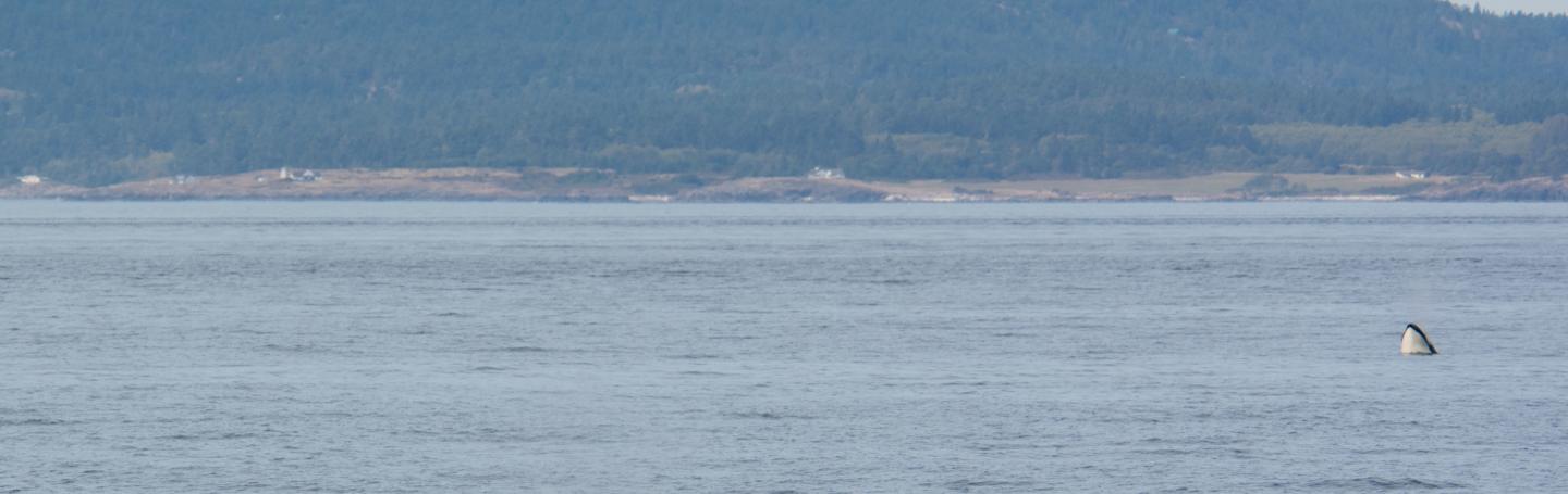 L12s Spread out in Haro Strait L12s Spread out in Haro Strait