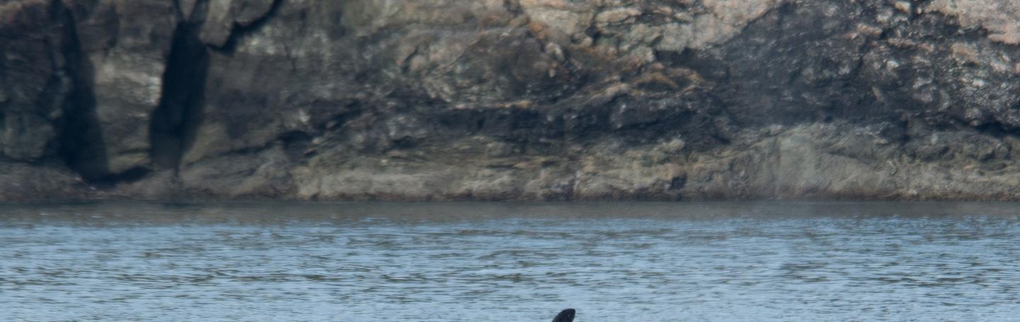 dorsal fin