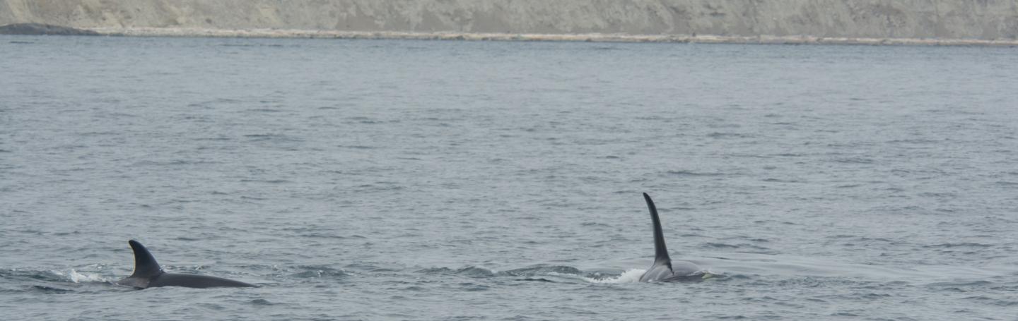 Foraging Southern Resident killer whales Foraging Southern Resident killer whales
