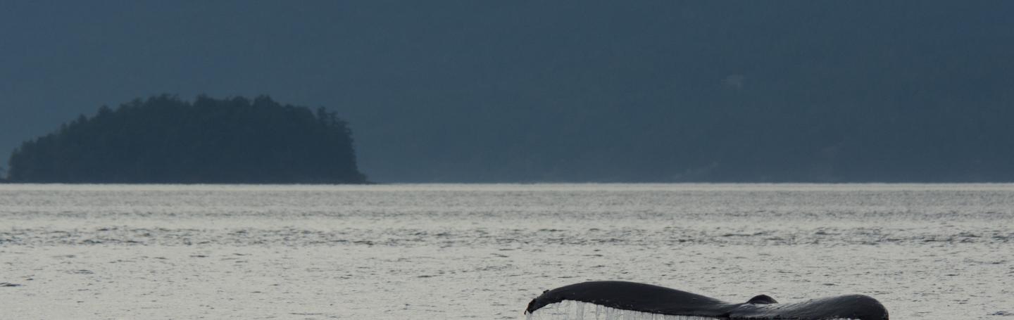 Humpback whale surfacing Humpback whale