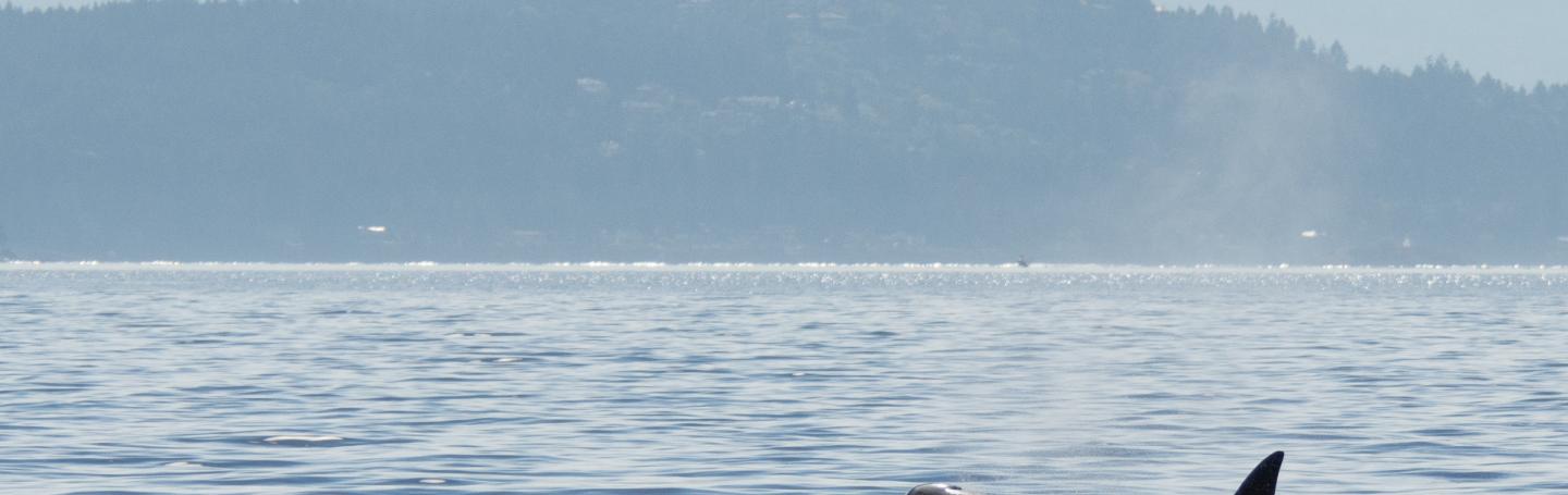 Orca Calf
