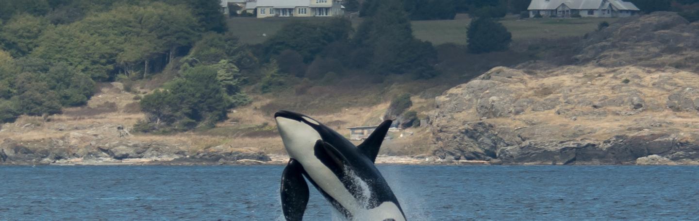 orca, west side orca breaching near San Juan Island