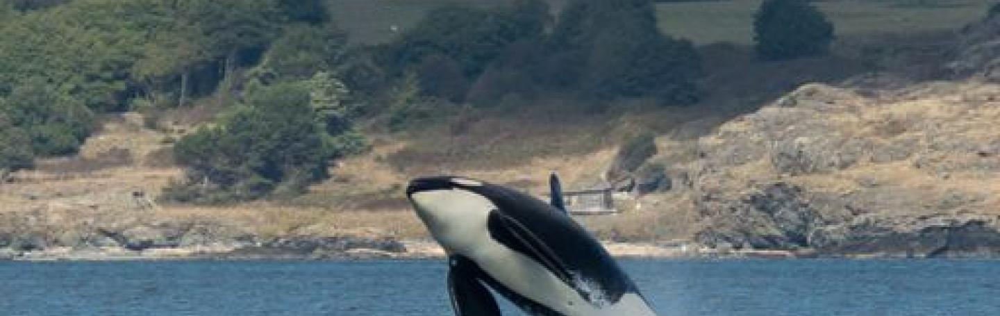Killer Whales in the Salish Sea Transient Orca Breach