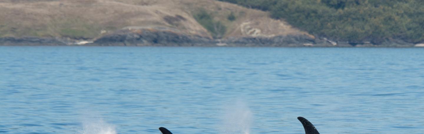 Southern Resident killer whales (2017) Southern Resident killer whales (2017)
