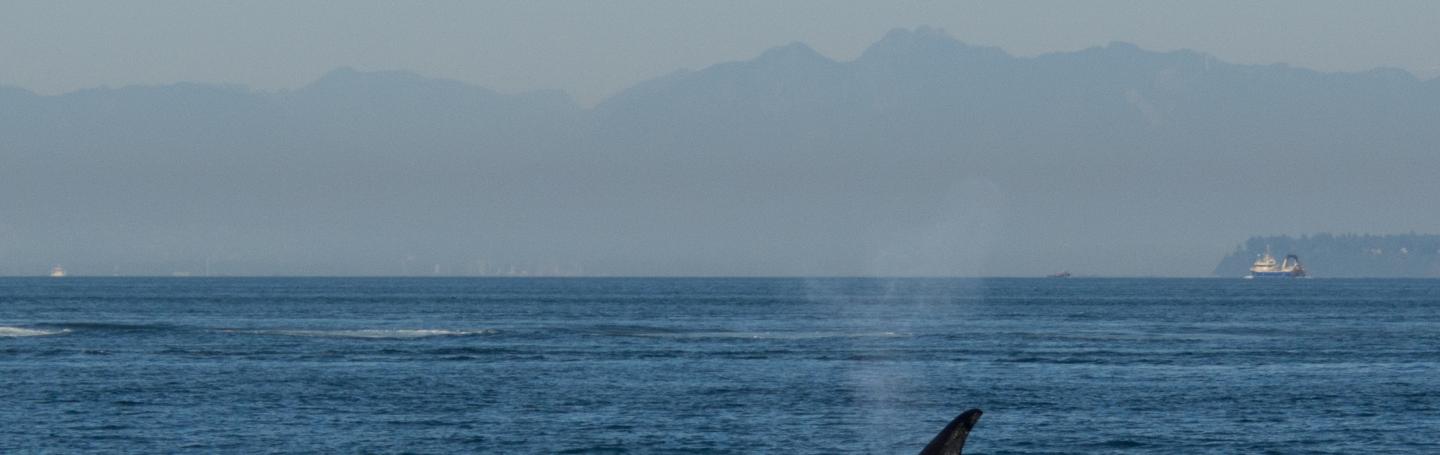 Transient Killer Whale Transient killer whale