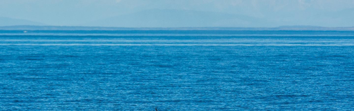 Humpback whale and Mt. Baker Humpback whale and Mt. Baker