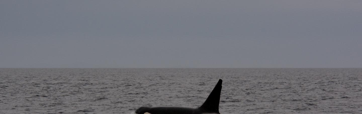 Transient Killer Whale T087 Transient Killer Whale T087
