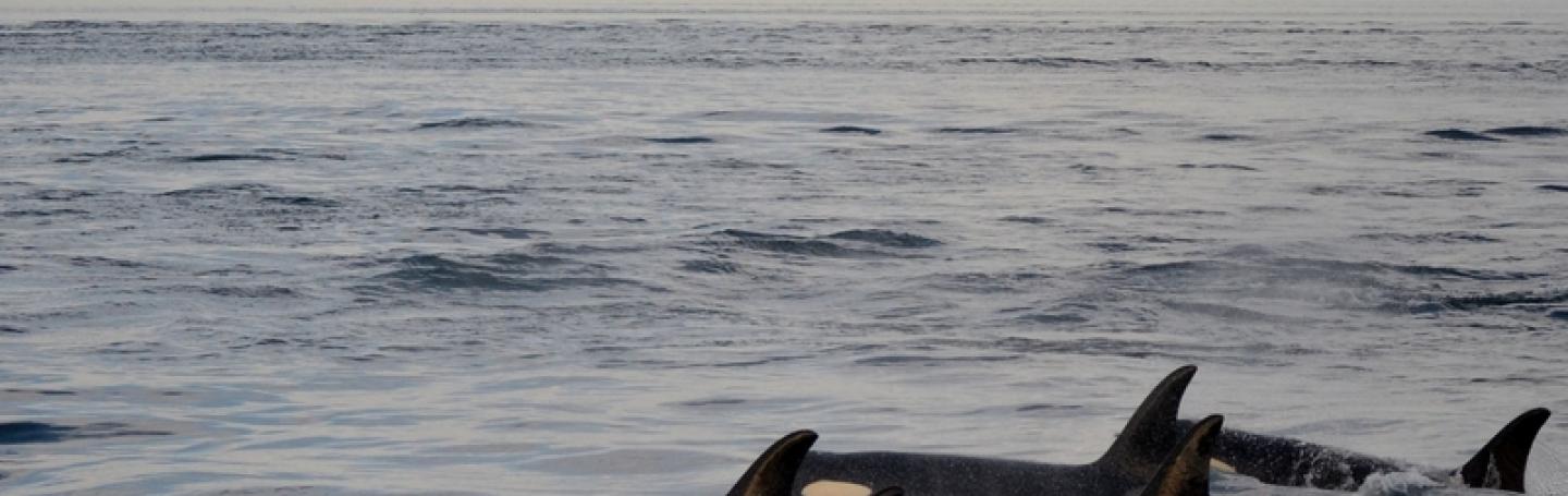 Bigg's Killer Whales Traveling through the Salish Sea Transient Orcas and Mount Baker