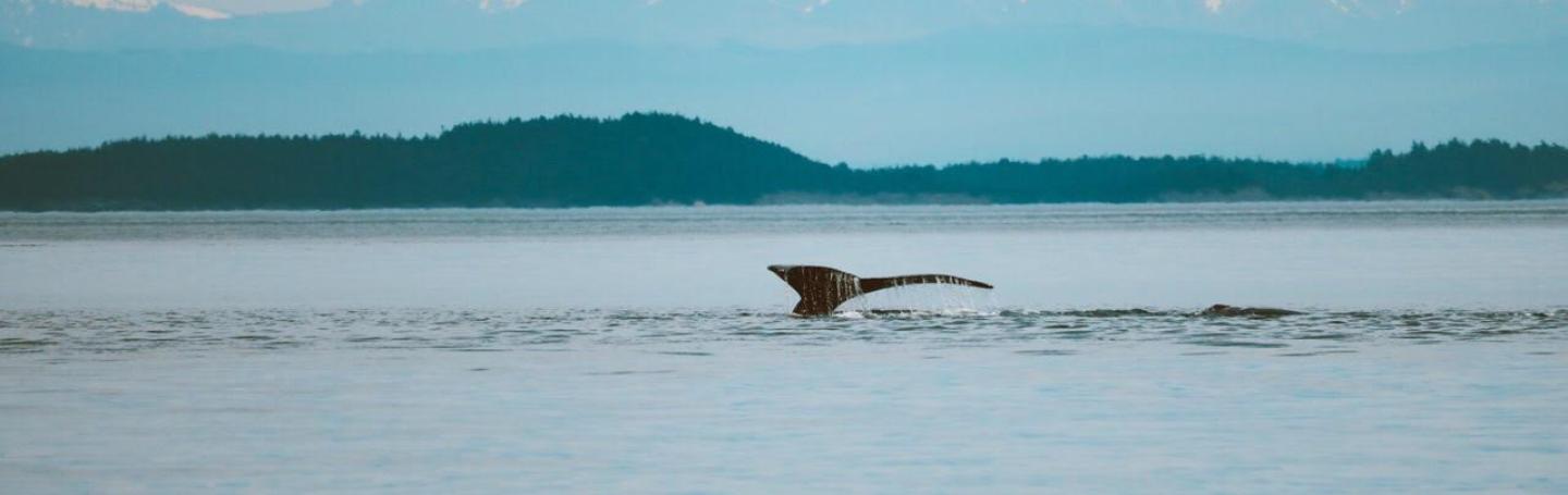 Humpback Whale