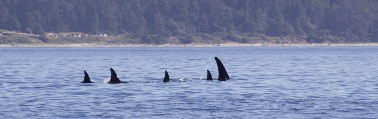 T65As, T137 and T137D travel near Whidbey Island Bigg's Orcas