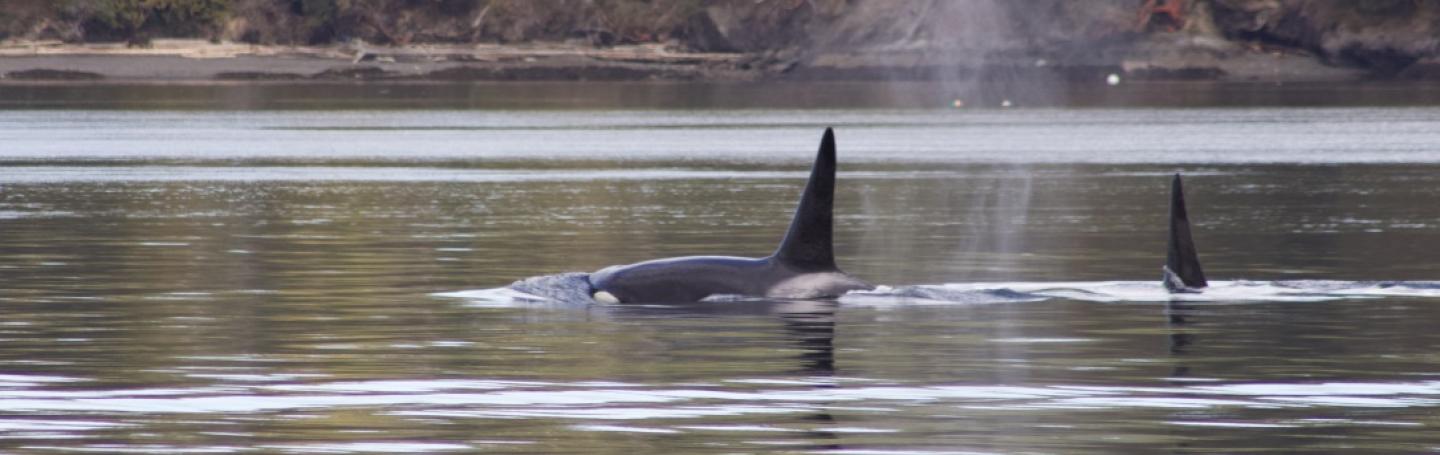 2 male Bigg's Orcas