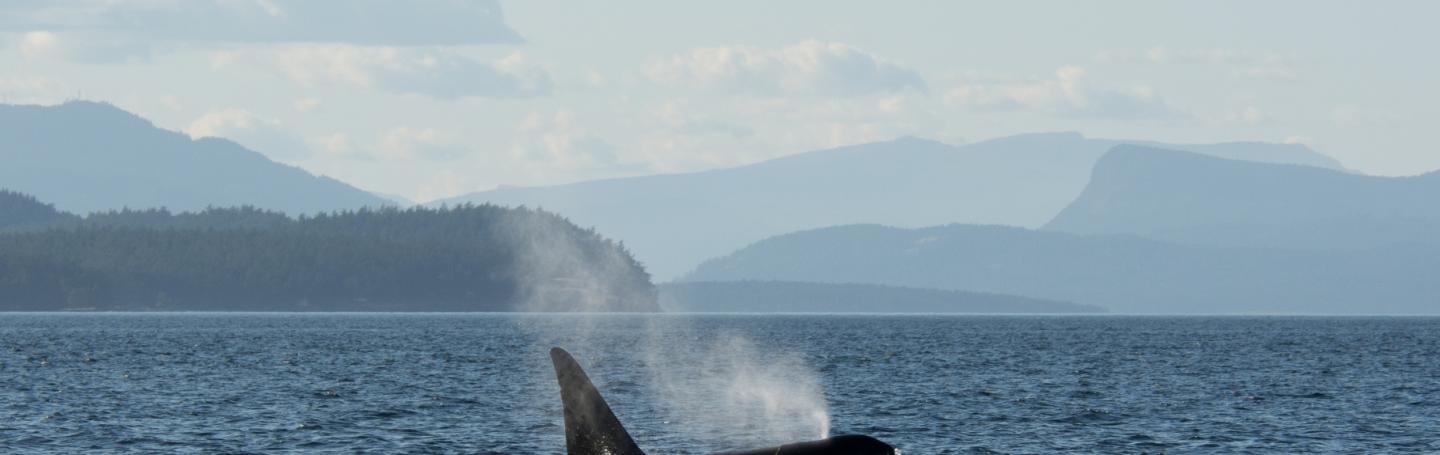 Transient Killer Whale T123A Transient Killer Whale T123A