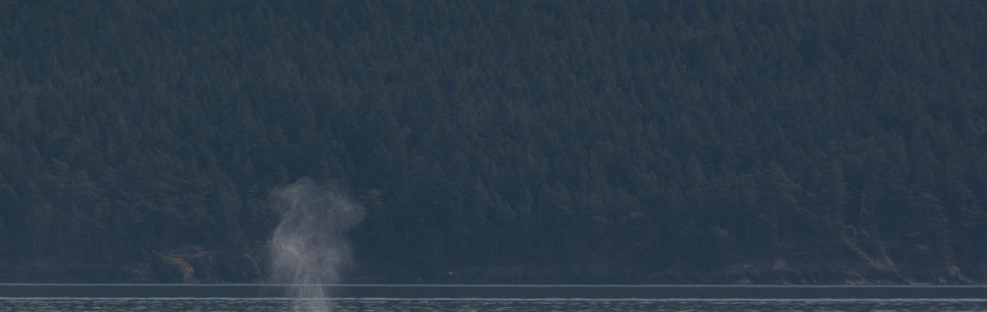 Humpback whale exhalation Humpback whale exhalation