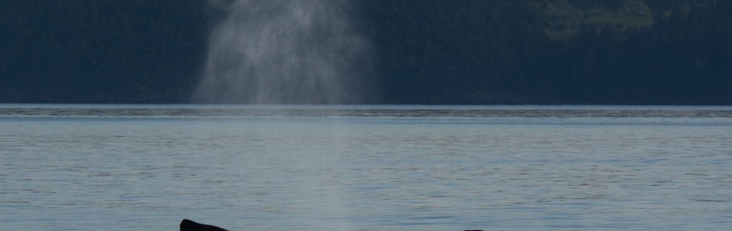 Humpback Whale Humpback Whale