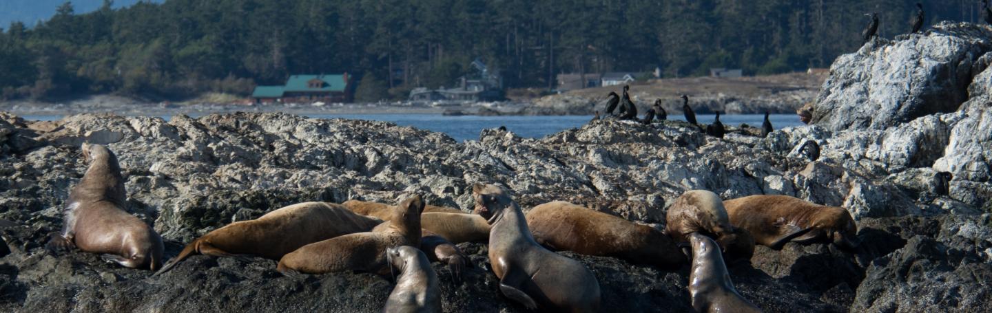 Steller sea lions sea lions on whale rocks with seagulls