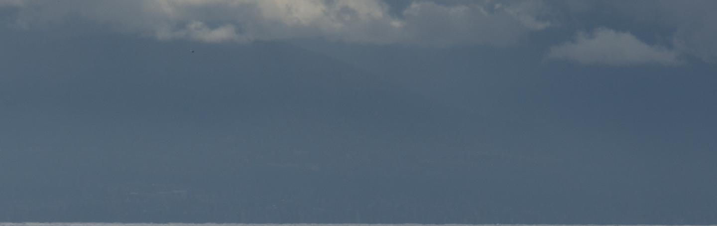 Humpback Whale Humpback Whale