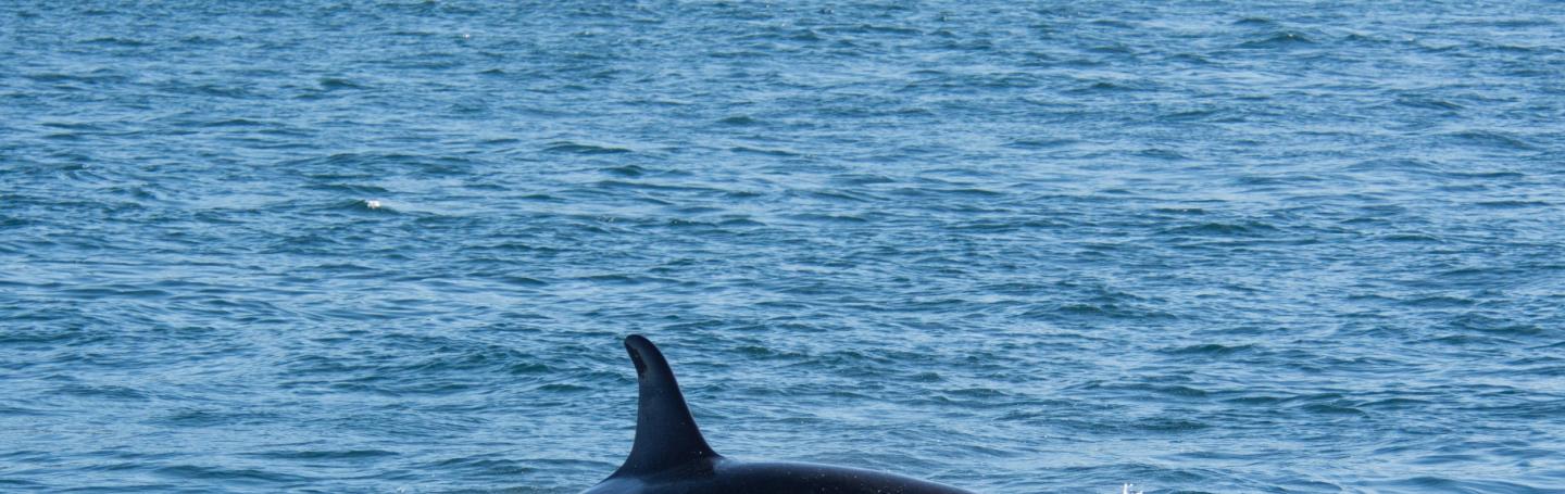 Southern Resident Killer Whale Southern Resident Killer Whale