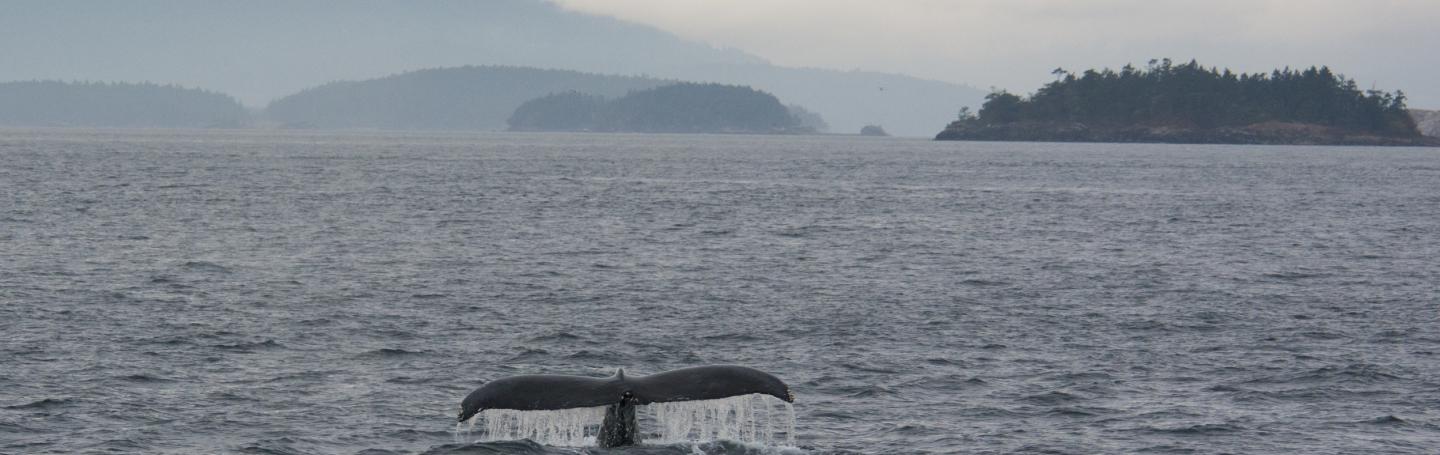 Humpback whale in autumn Humpback whale in autumn