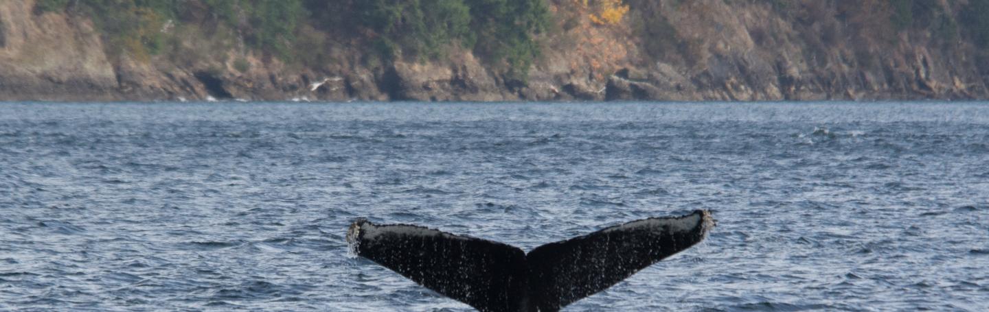 Humpback Whale MMY0024 Humpback Whale MMY0024