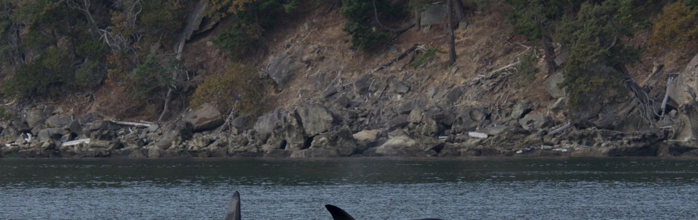 whales near lime kiln whales