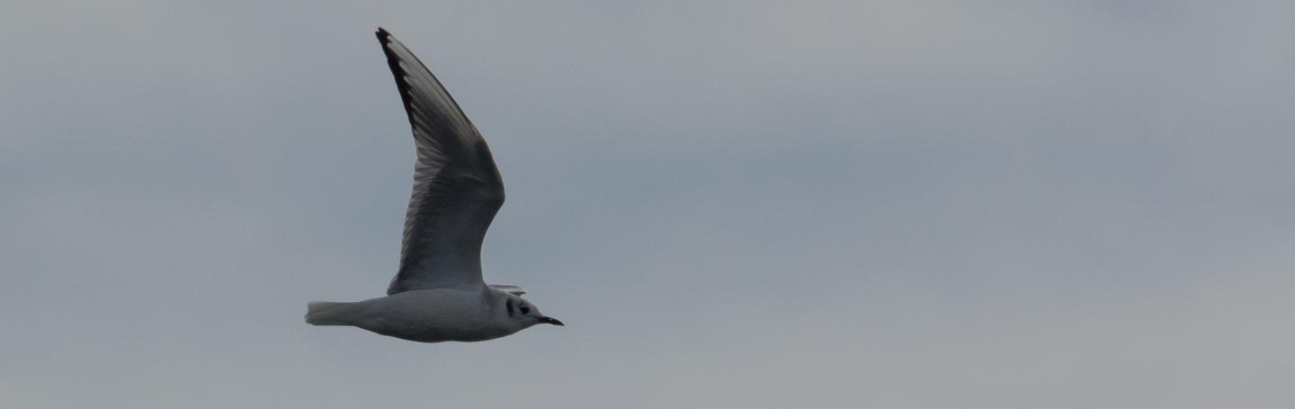 Bonaparte's gull Bonaparte's gull
