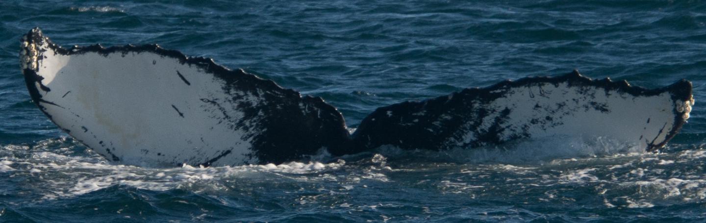 Humpback Whale Watching Near Seattle