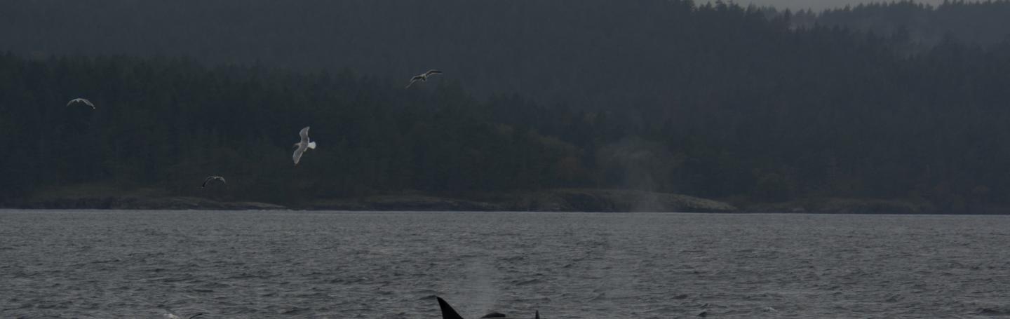 Orcas foraging Orcas foraging
