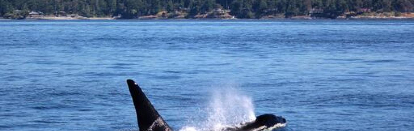 Southern Resident Killer Whales in Haro Strait