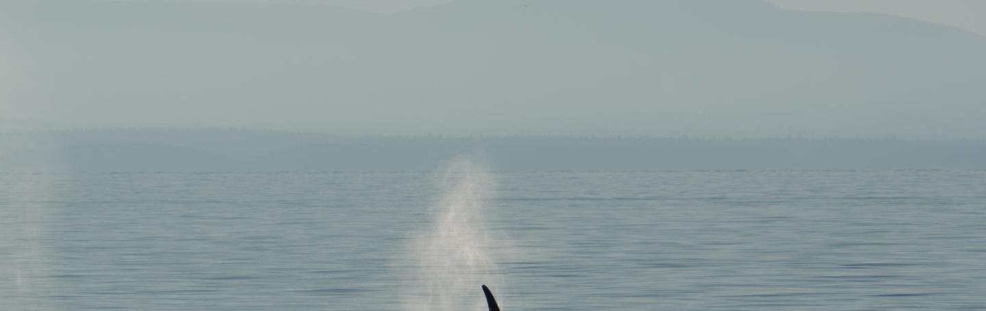 J Pod Orca J Pod