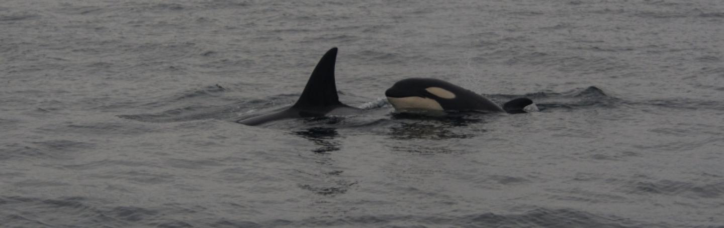 Bigg's killer whales killer whales
