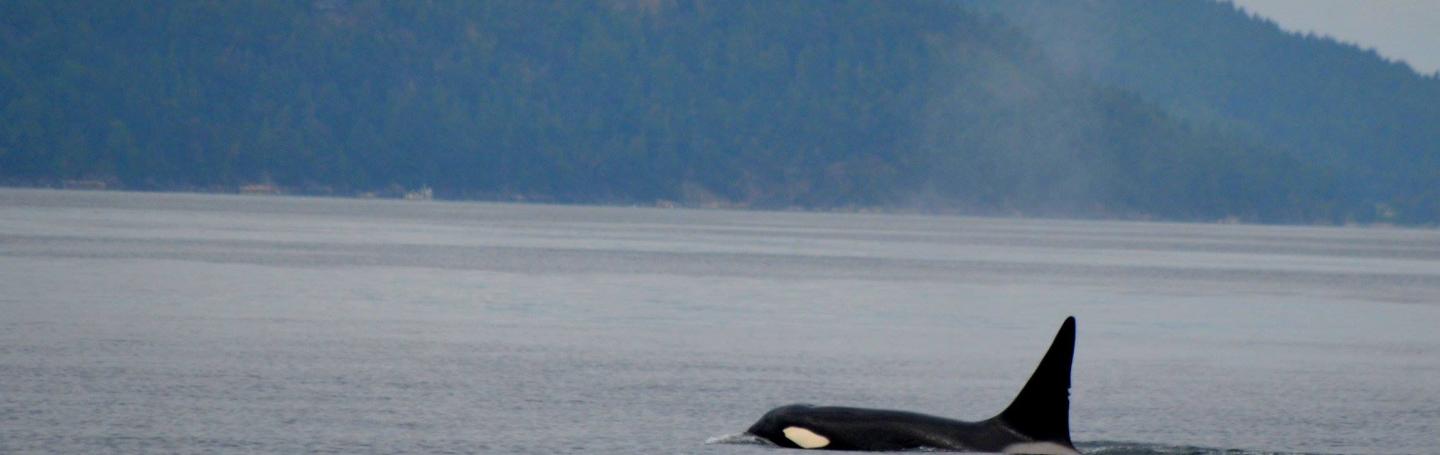 T077A Male killer whale T077A Male killer whale