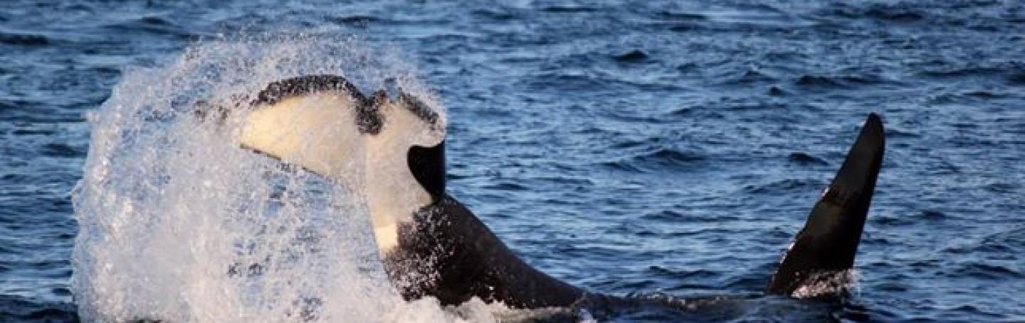 San Juan Safaris Whale Watching Seattle Orca Whale Watching