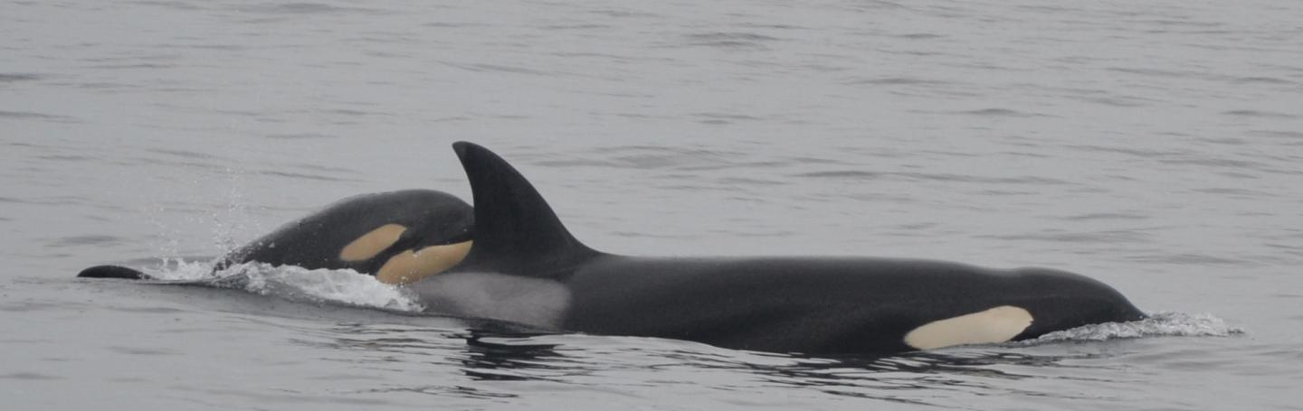 Bigg's killer whales