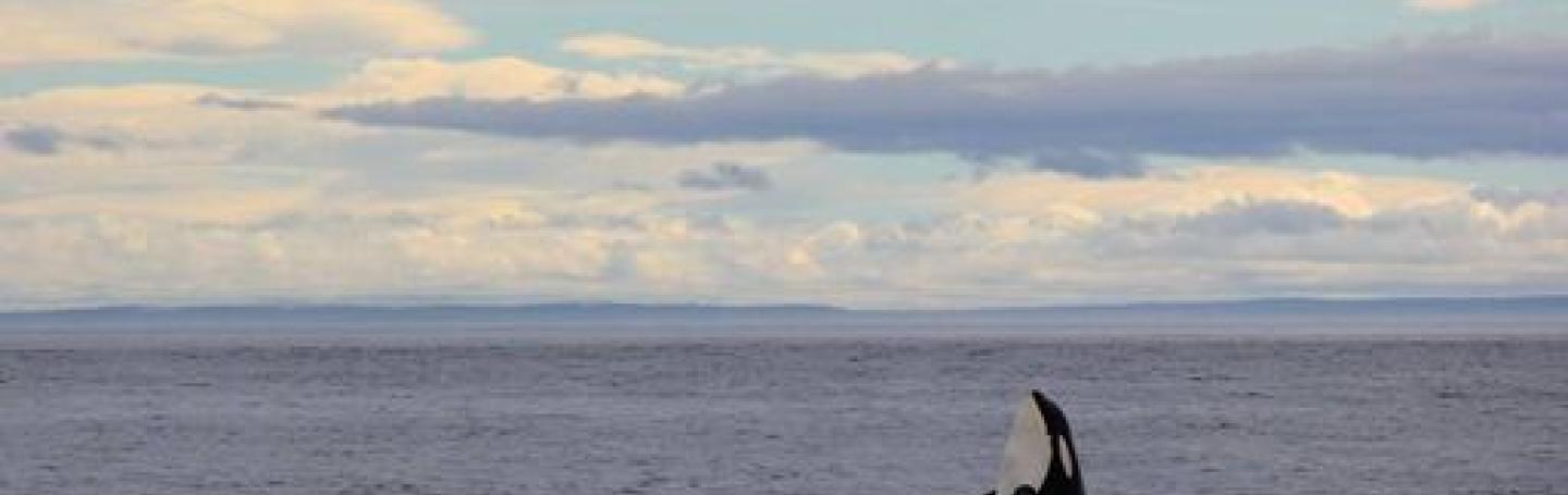 Lone Male Killer Whale Bigg's Killer Whale in the Salish Sea