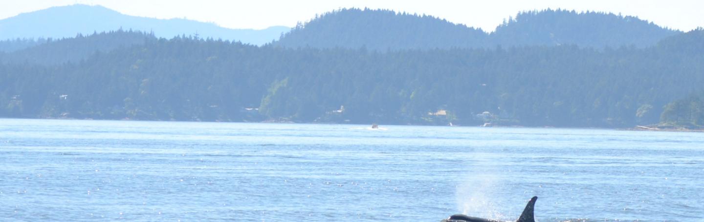 A killer whale surfaces in the Strait of Georgia J17 Princess Angeline the orca surfaces