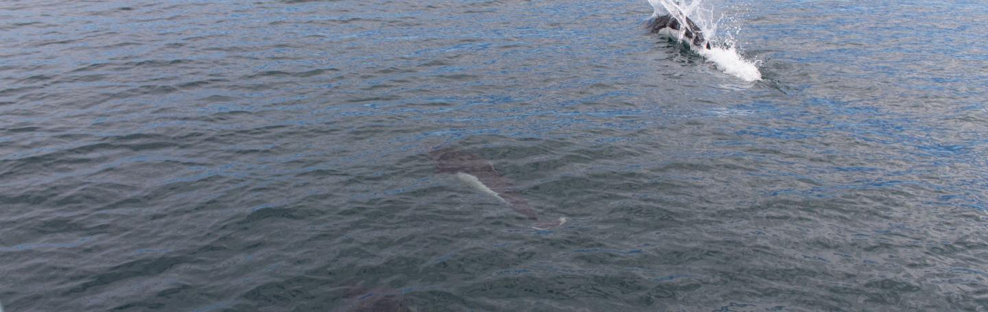 Surfing Porpoise Dall's Porpoise