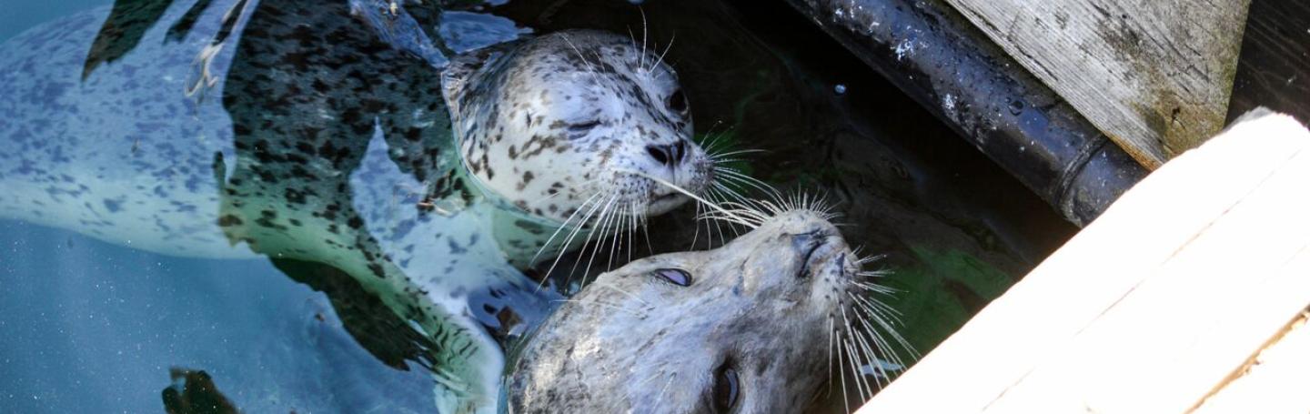 Harbor Seal Popeye and Pup Harbor Seal Popeye and Pup