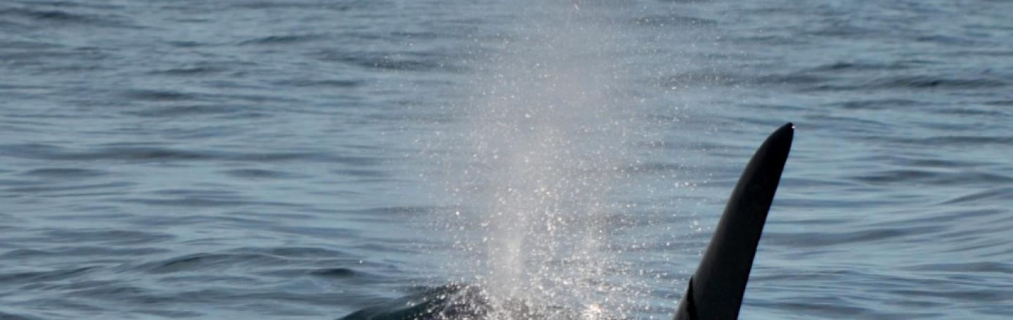 Orca's Near East Point Transient Killer Whales