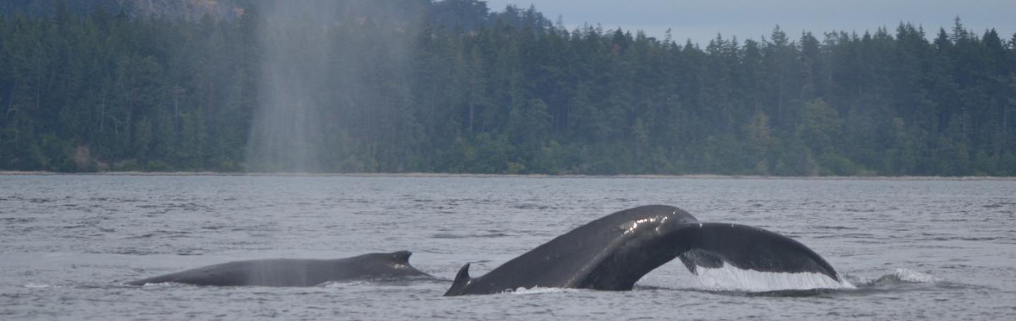 Humpback Whales in the San Juan Islands Two Humpback whales in Boundary Pass, British Columbia