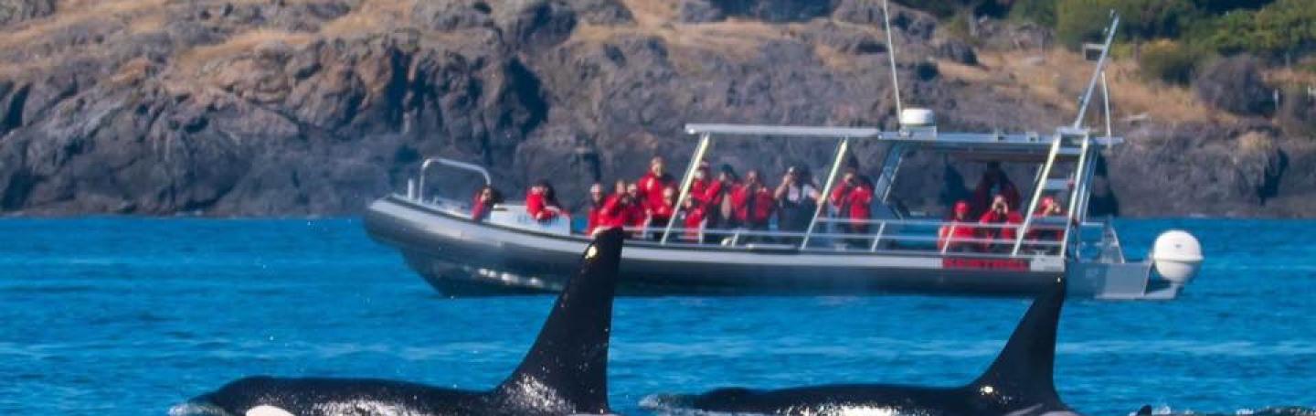 Bigg's Killer Whales in Friday Harbor
