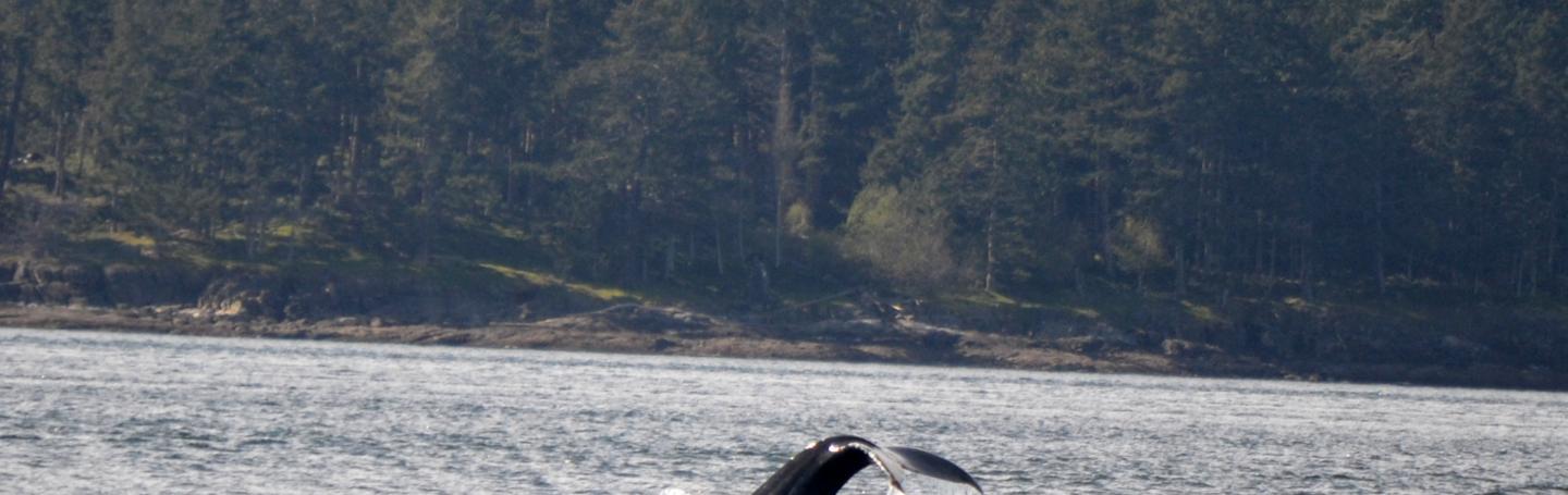 Humpback fluking in the San Juan Islands Humpback whale diving in the San Juan Islands